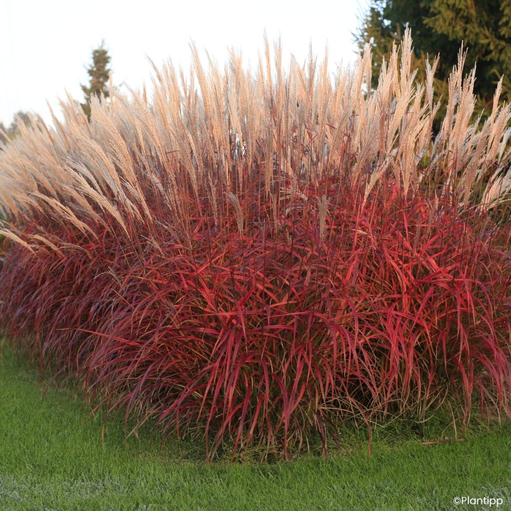 Miscanthus sinensis Lady in Red - Silvergrass