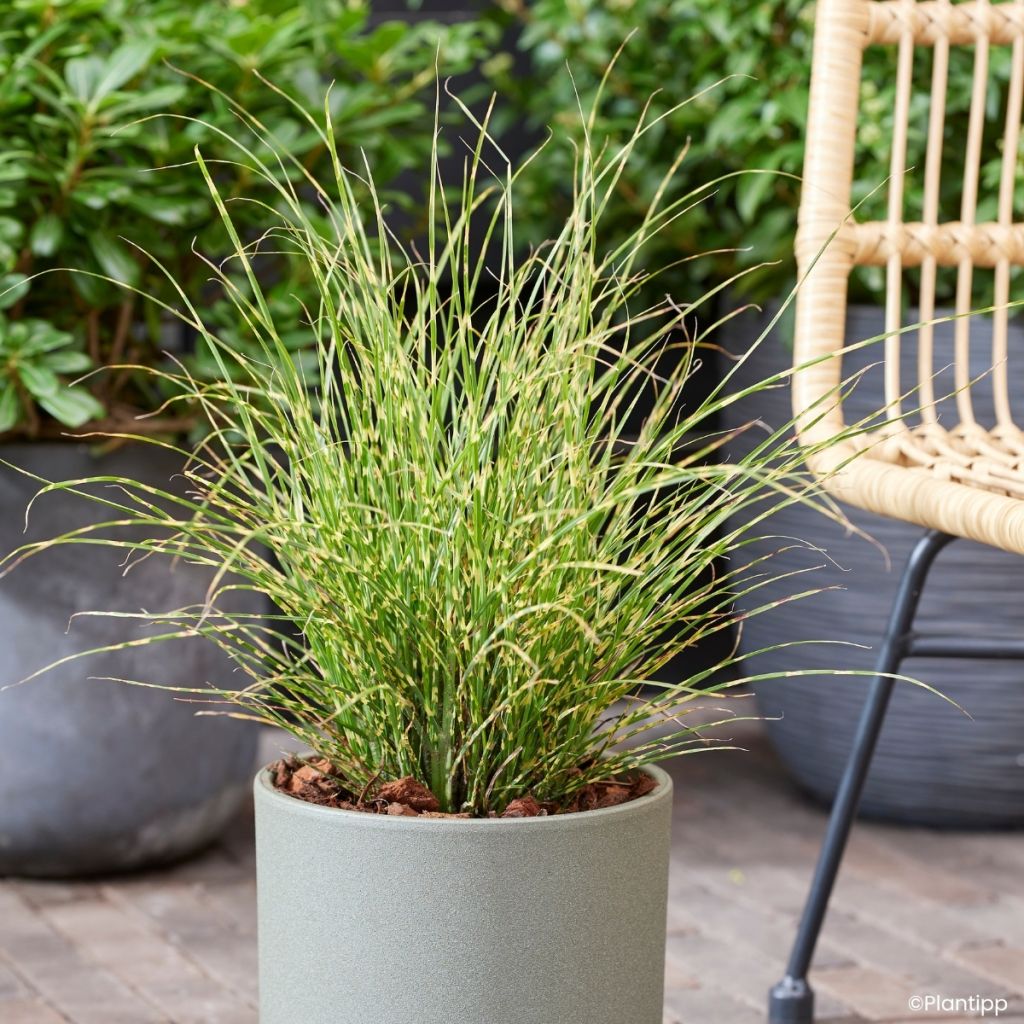 Miscanthus sinensis Little Tiger - Silvergrass