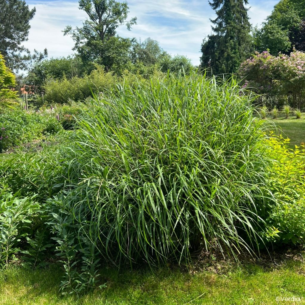 Miscanthus sinensis Miscanvert ® -  Silvergrass