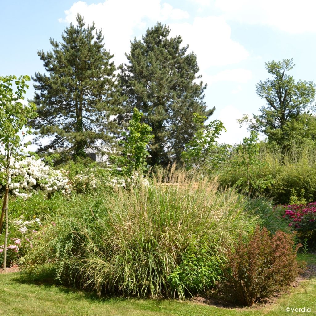 Miscanthus sinensis Miscanvert ® -  Silvergrass