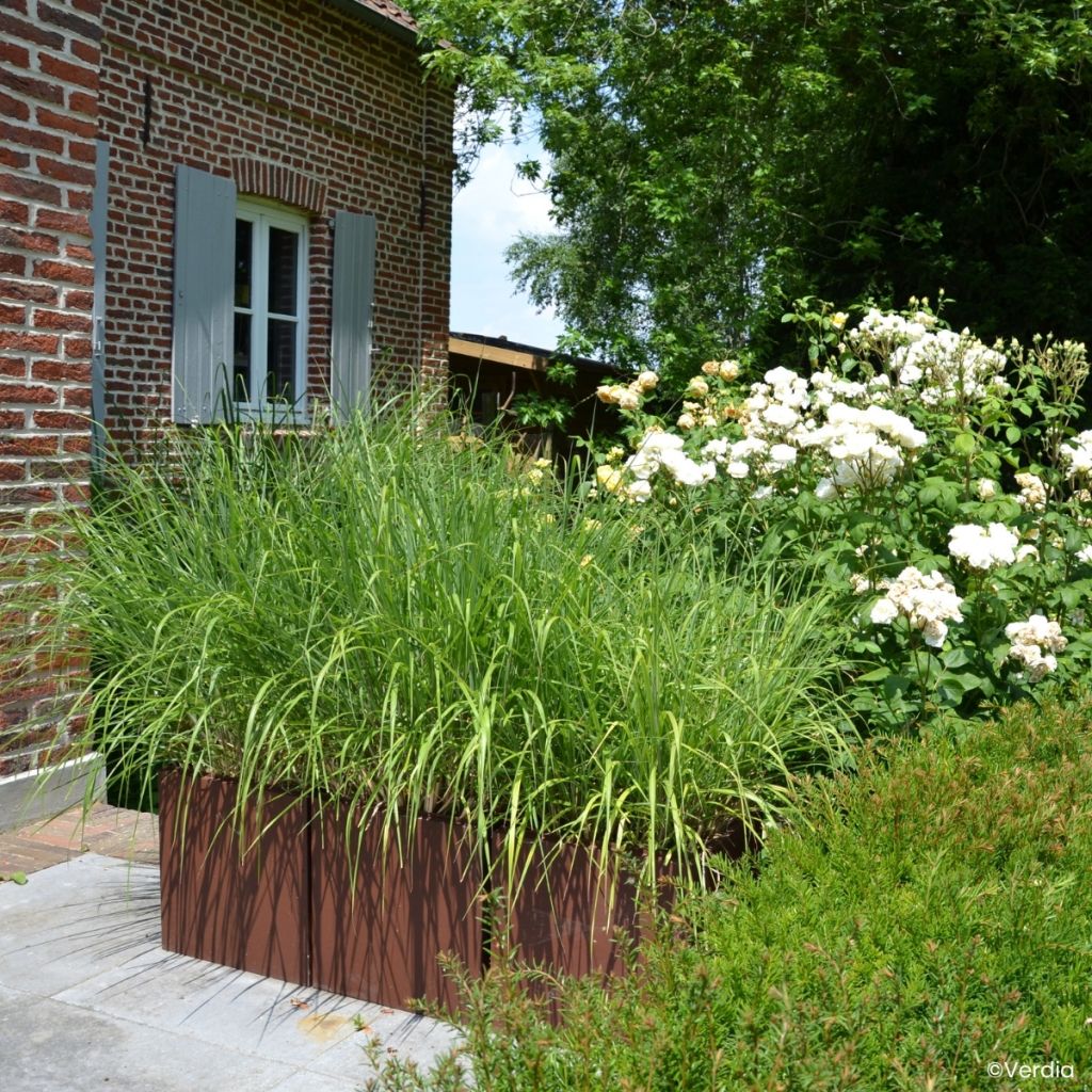 Miscanthus sinensis Miscanvert ® -  Silvergrass
