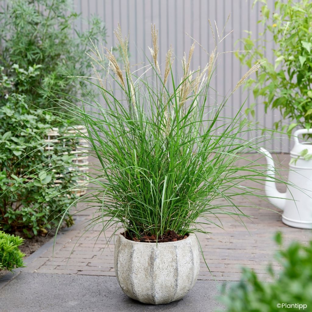 Miscanthus sinensis Missmini - Silvergrass