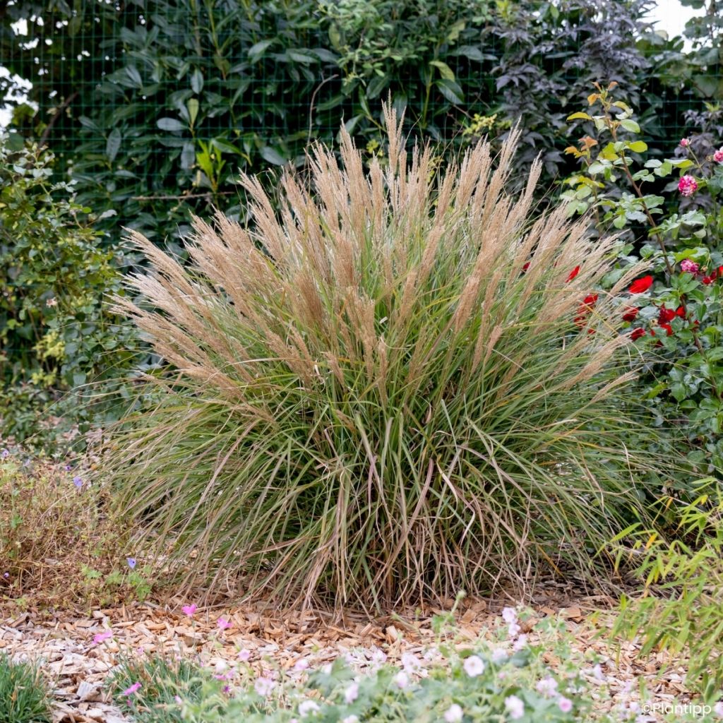 Miscanthus sinensis Missmini - Silvergrass