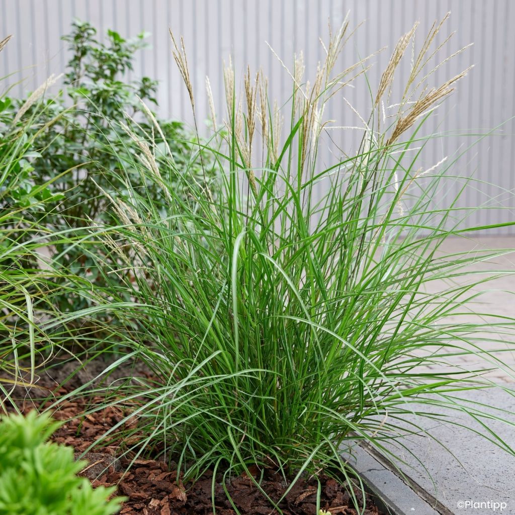 Miscanthus sinensis Missmini - Silvergrass
