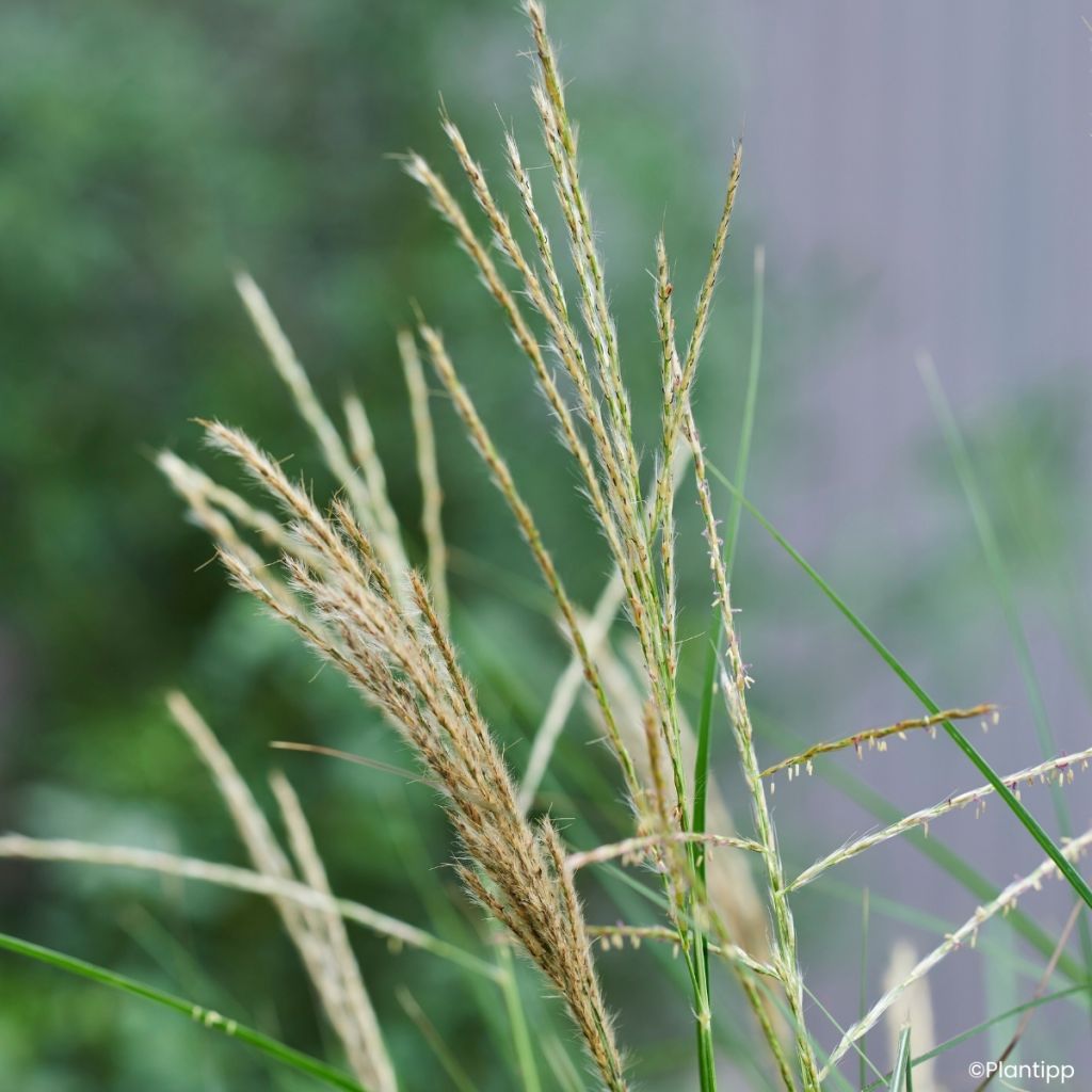 Miscanthus sinensis Missmini - Silvergrass