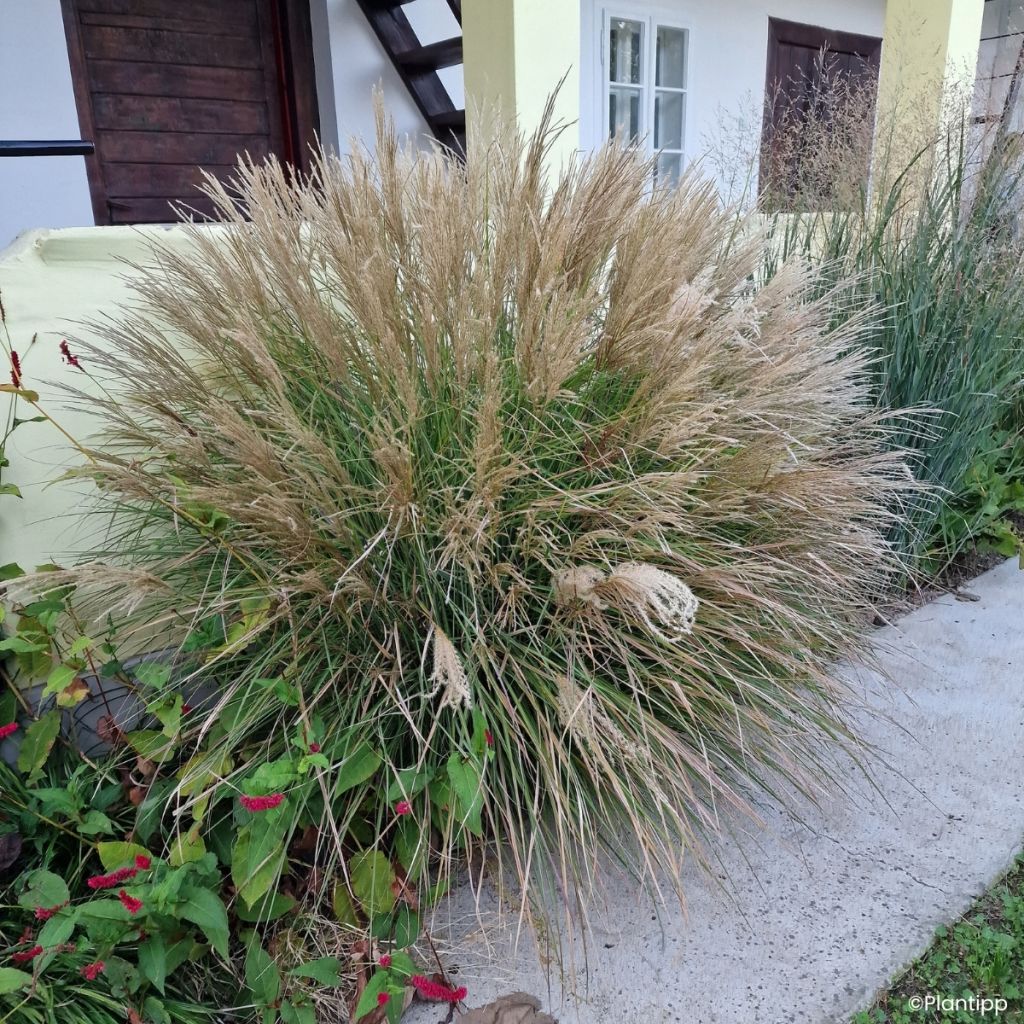 Miscanthus sinensis Missmini - Silvergrass