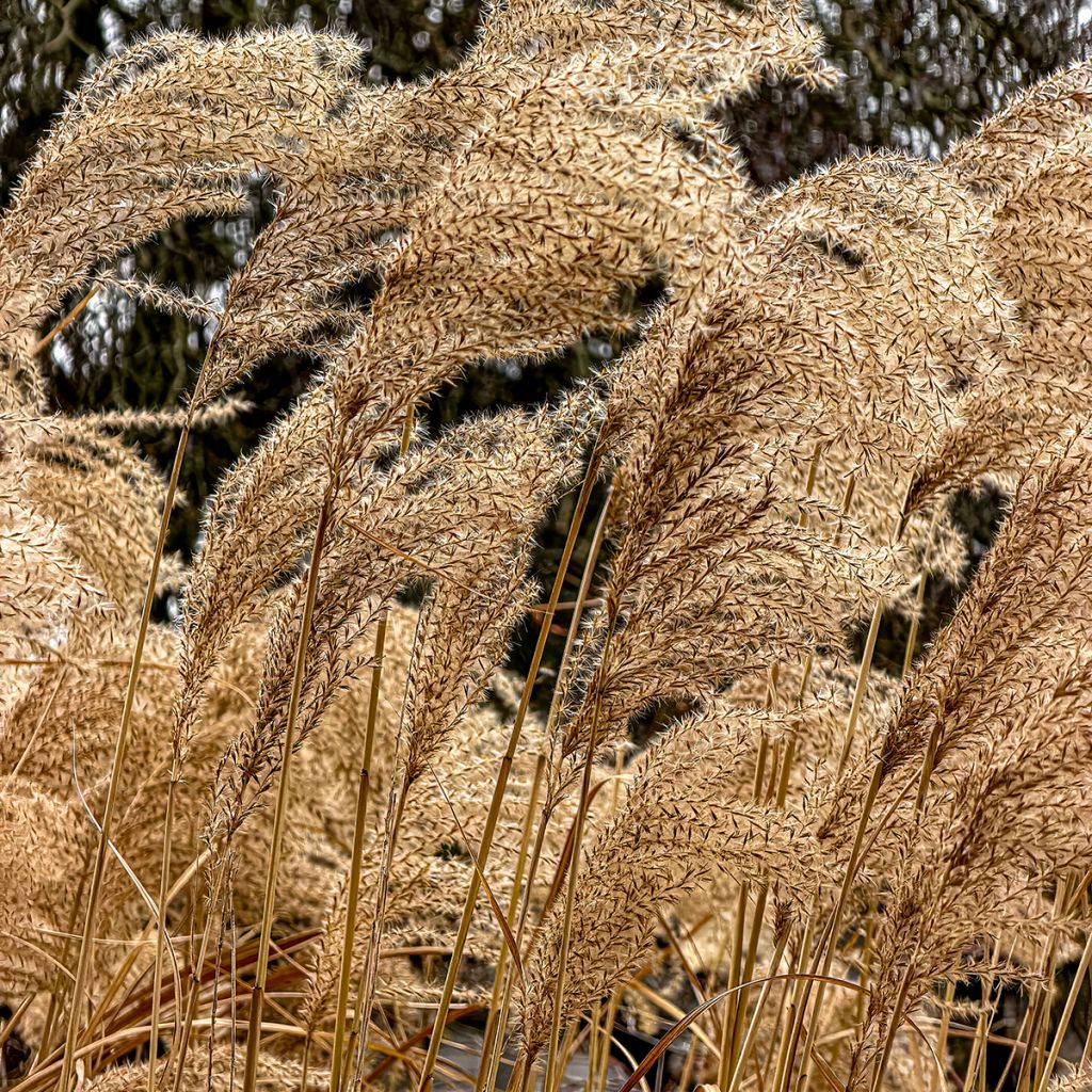 Miscanthus sinensis Giraffe - Silvergrass