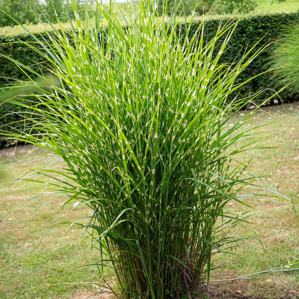 Miscanthus sinensis Giraffe - Silvergrass