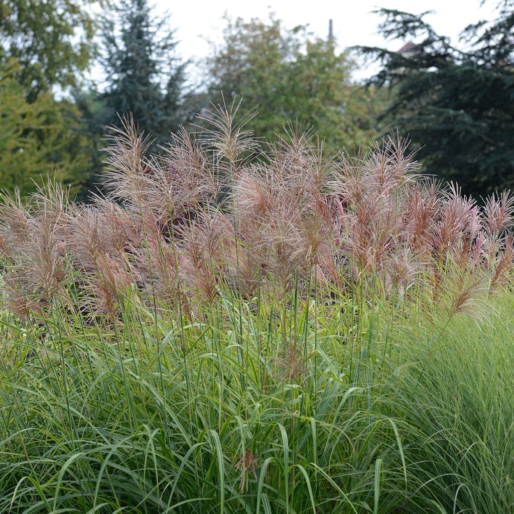 Miscanthus transmorrisonensis Sunset - Silvergrass