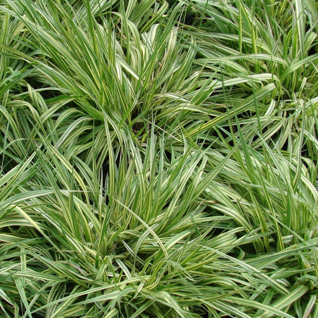 Molinia caerulea susbp. caerulea Variegata - Purple Moor-grass