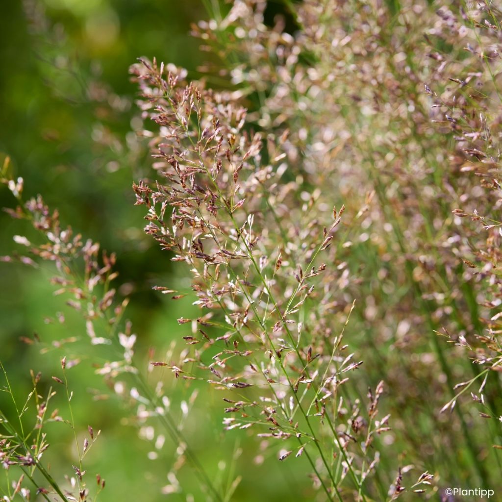 Molinia caerulea Banshee - Purple moor grass