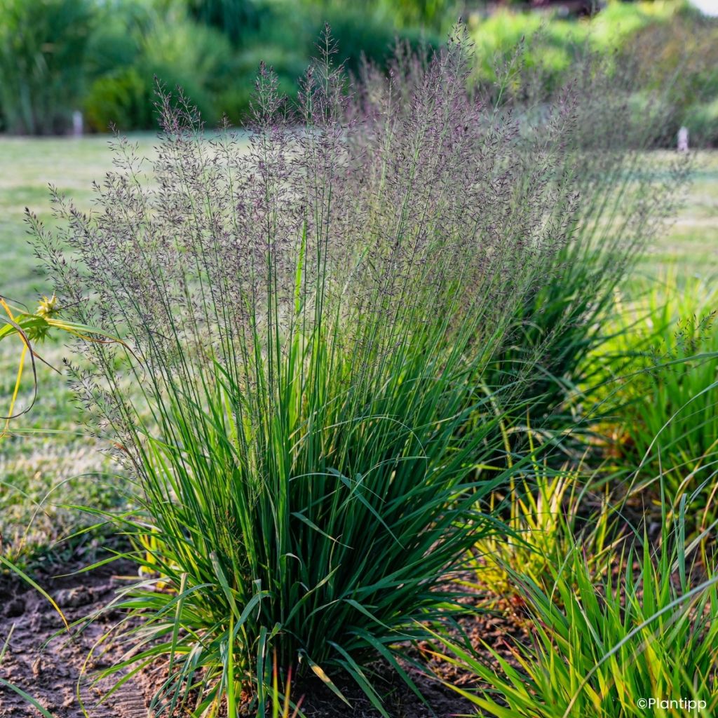 Molinia caerulea Banshee - Purple moor grass