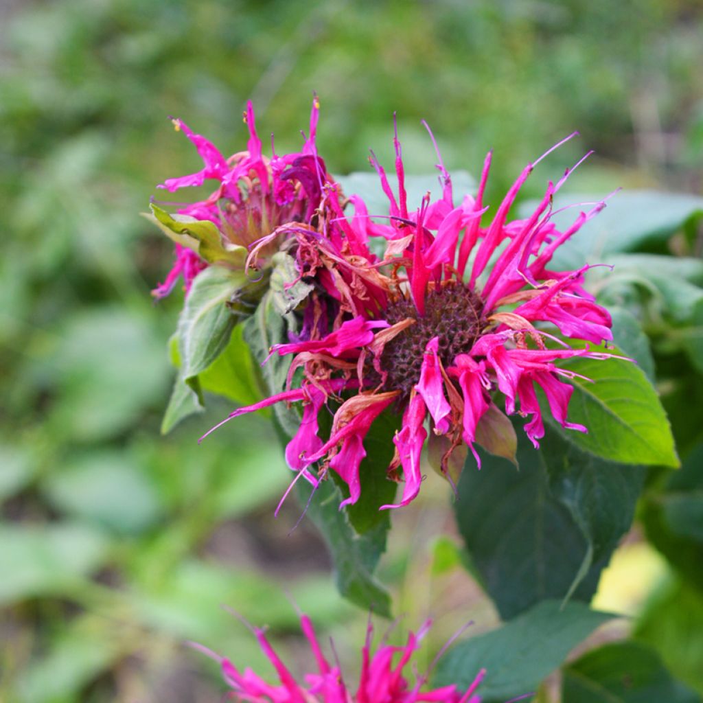 Monarda Bee-True - Beebalm