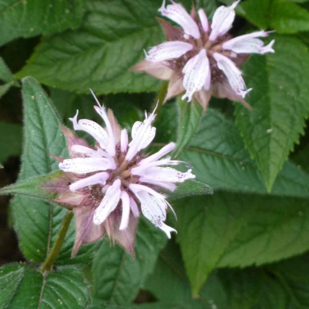Monarda bradburiana - Beebalm