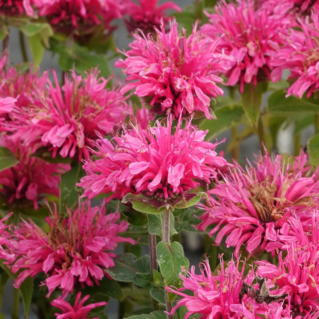 Monarda didyma Cranberry Lace - Beebalm
