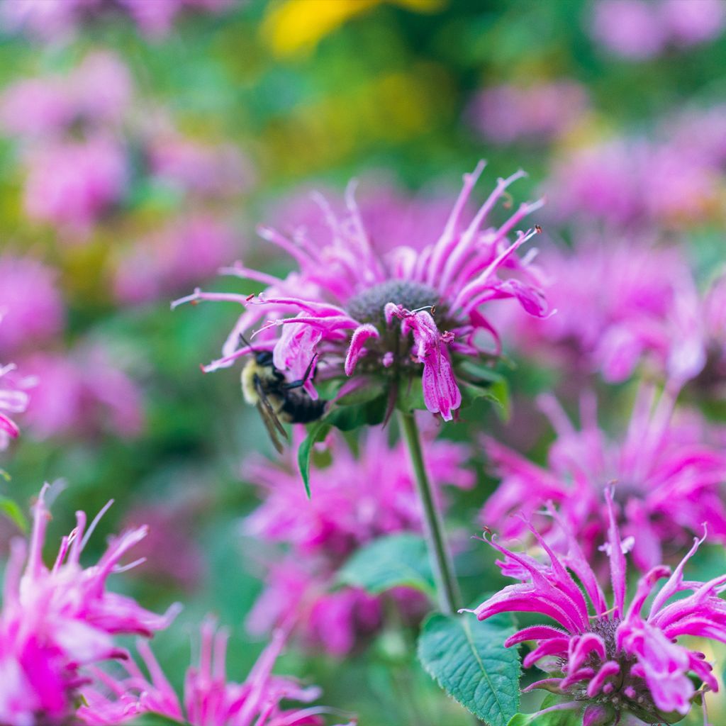 Monarda Prärienacht - Beebalm