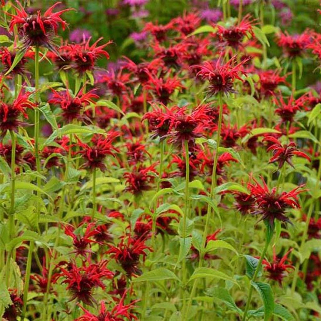 Monarda Squaw - Beebalm