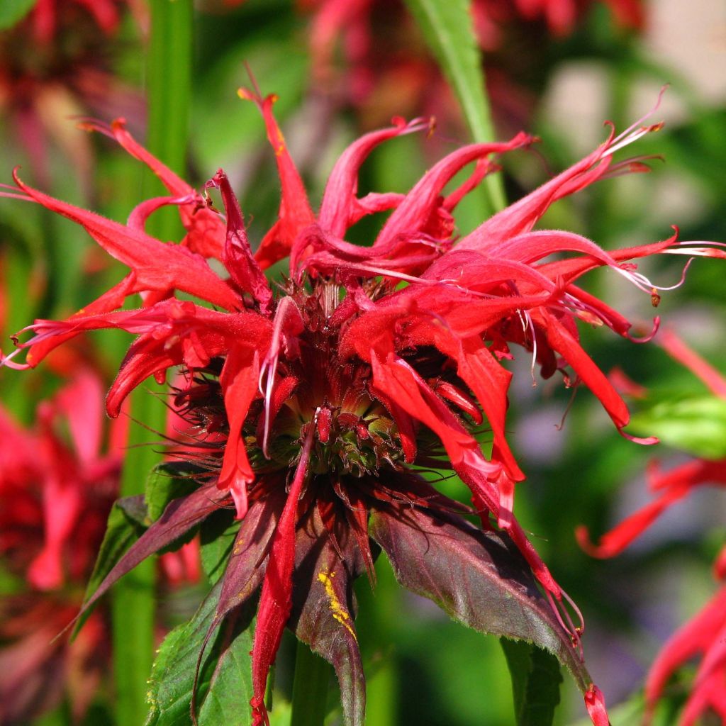 Monarda Squaw - Beebalm