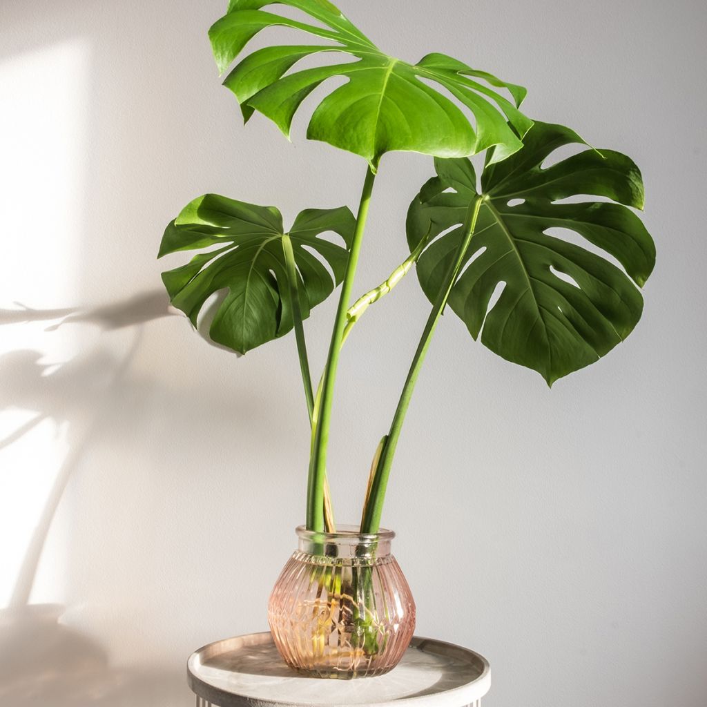 Monstera deliciosa - Swiss cheese plant