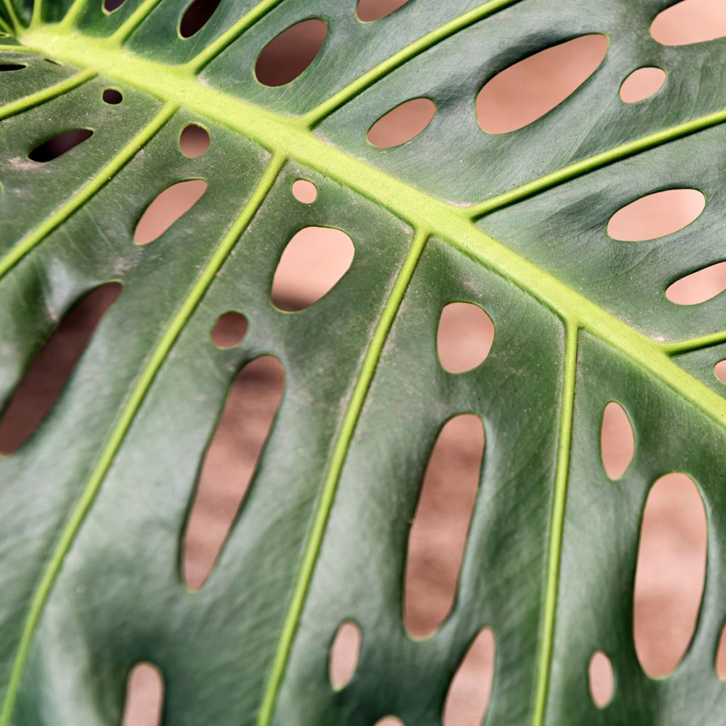 Monstera deliciosa - Swiss cheese plant