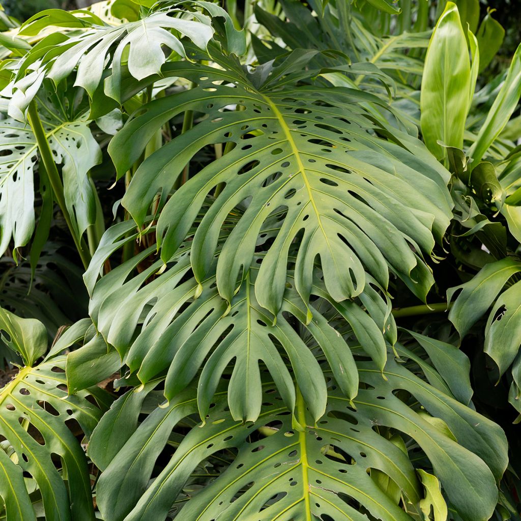 Monstera deliciosa - Swiss cheese plant