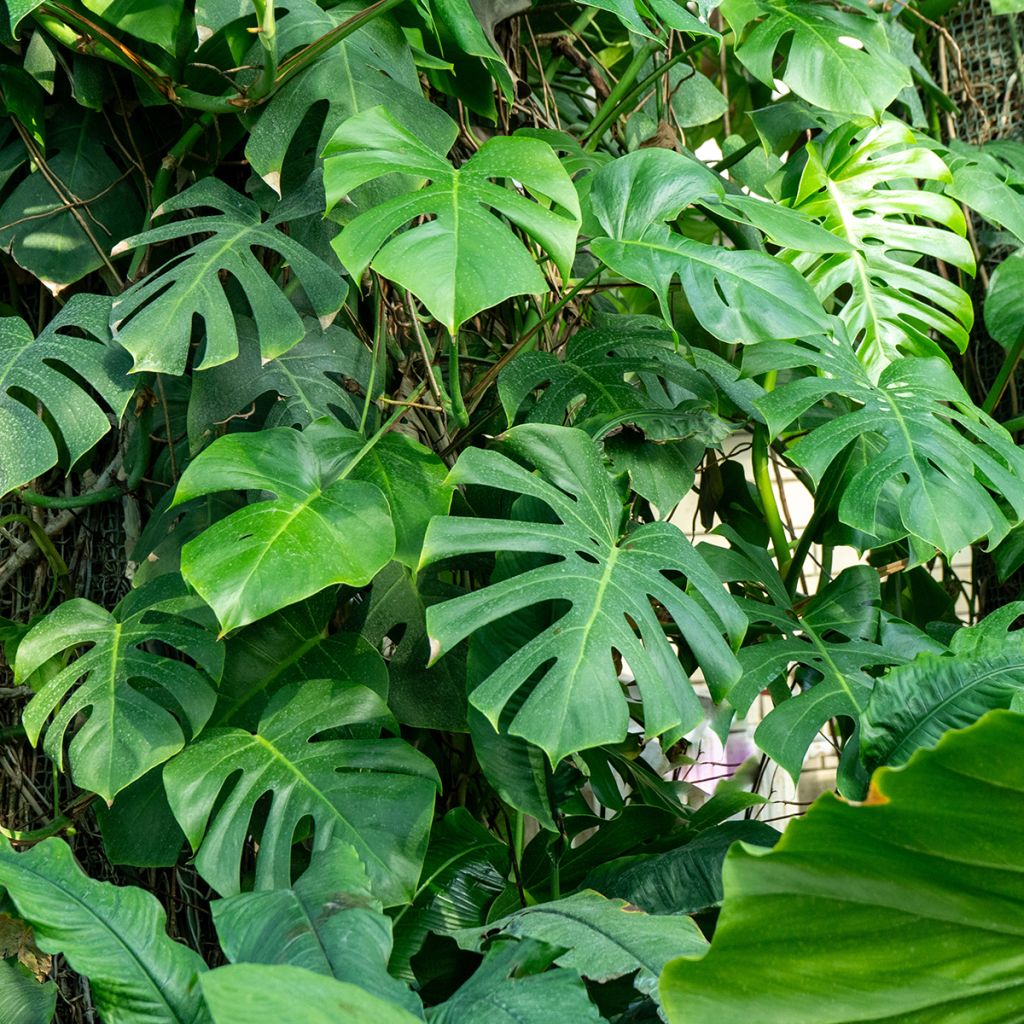 Monstera deliciosa - Swiss cheese plant