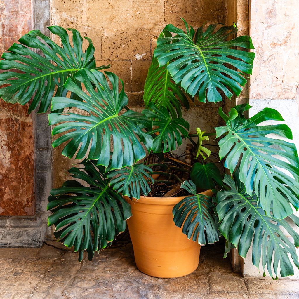 Monstera deliciosa - Swiss cheese plant