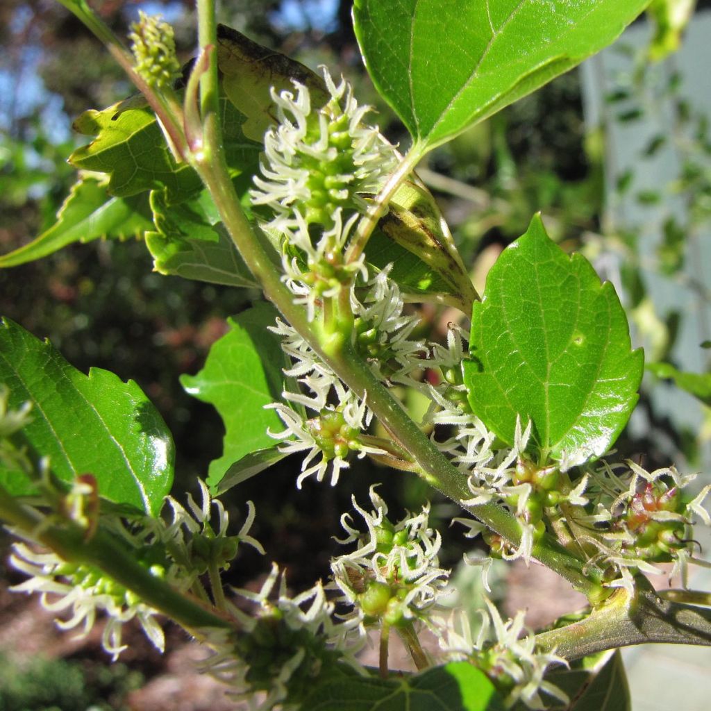 Morus alba - Mullberry