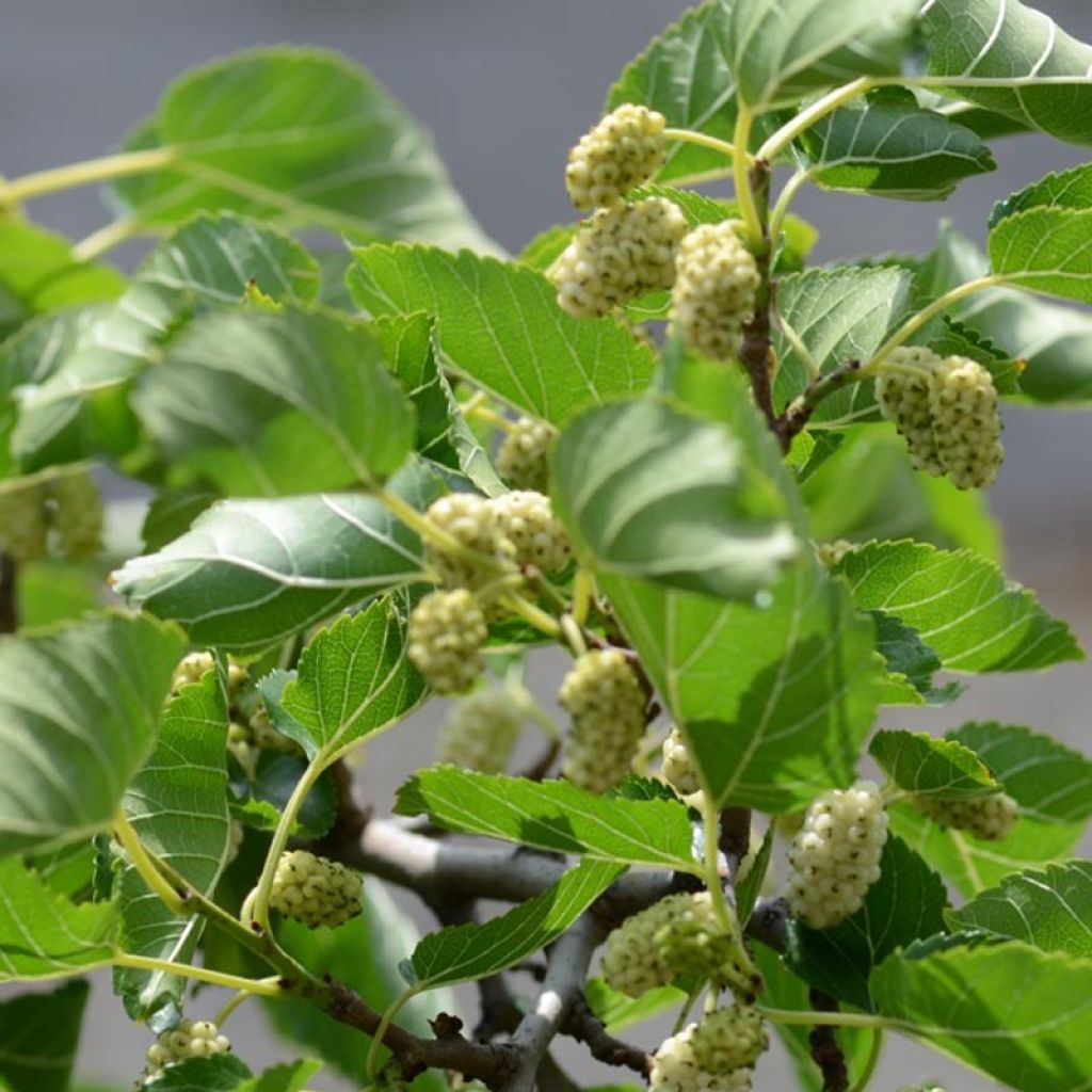 Morus alba - Mullberry