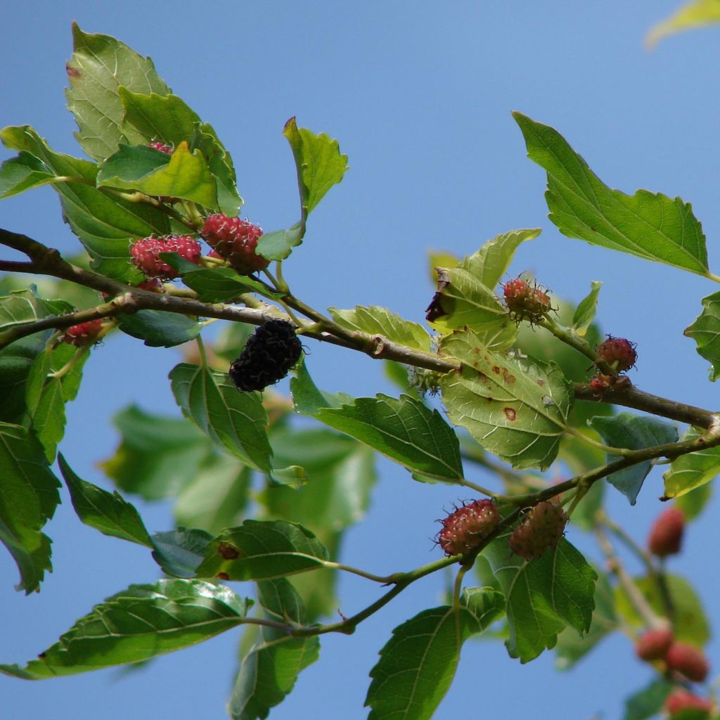 Morus alba - Mullberry