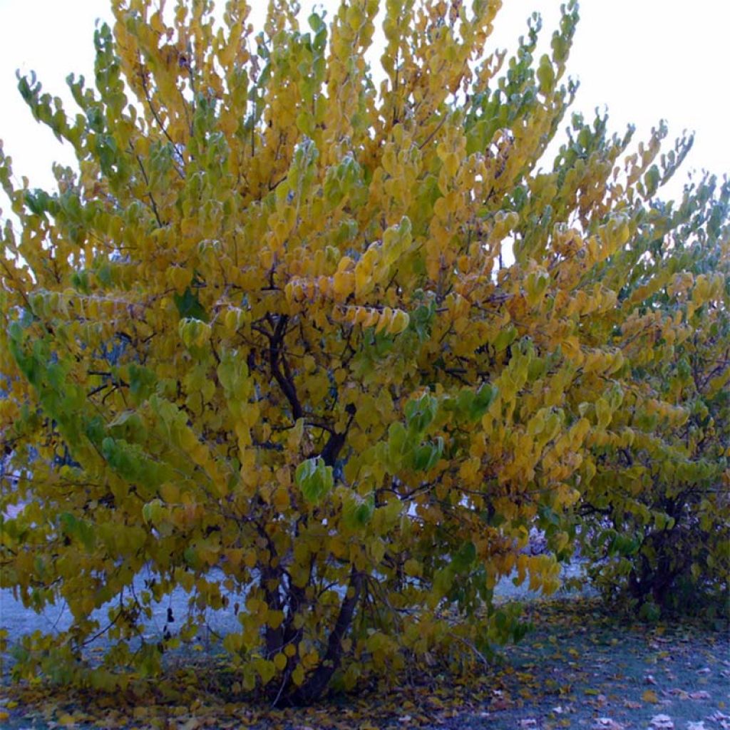 Morus nigra - Mullberry