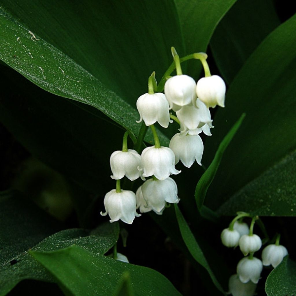Convallaria majalis - Lily of the Valley