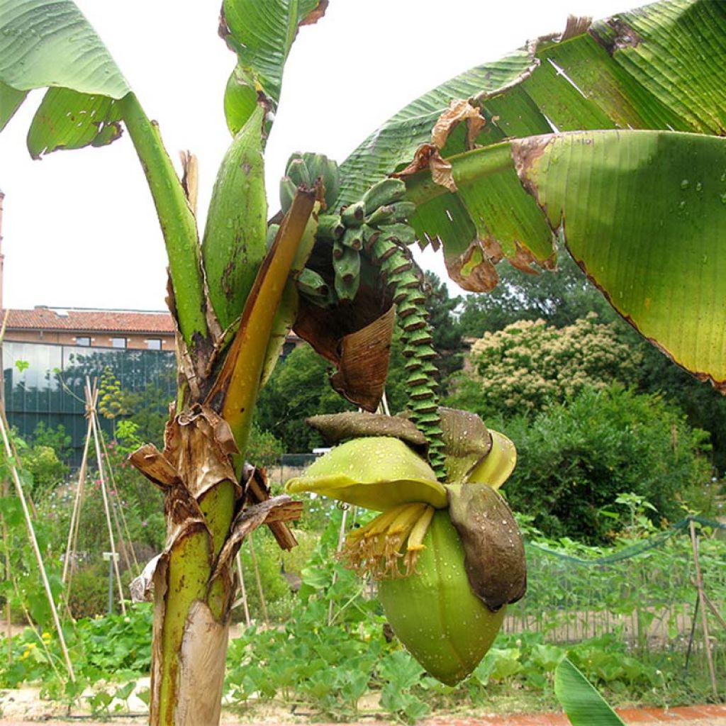 Musa basjoo - Hardy Banana