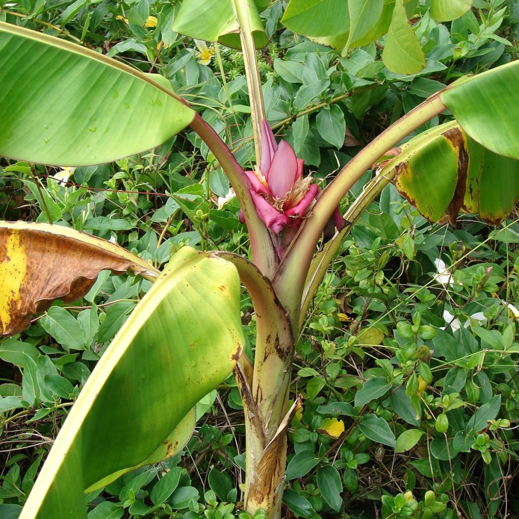 Musa velutina - Banana