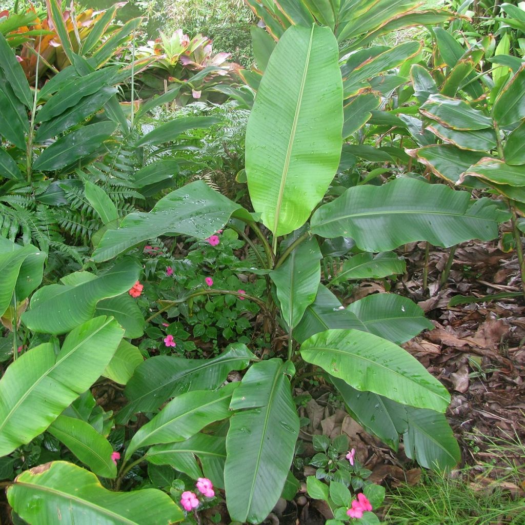 Musa velutina - Banana