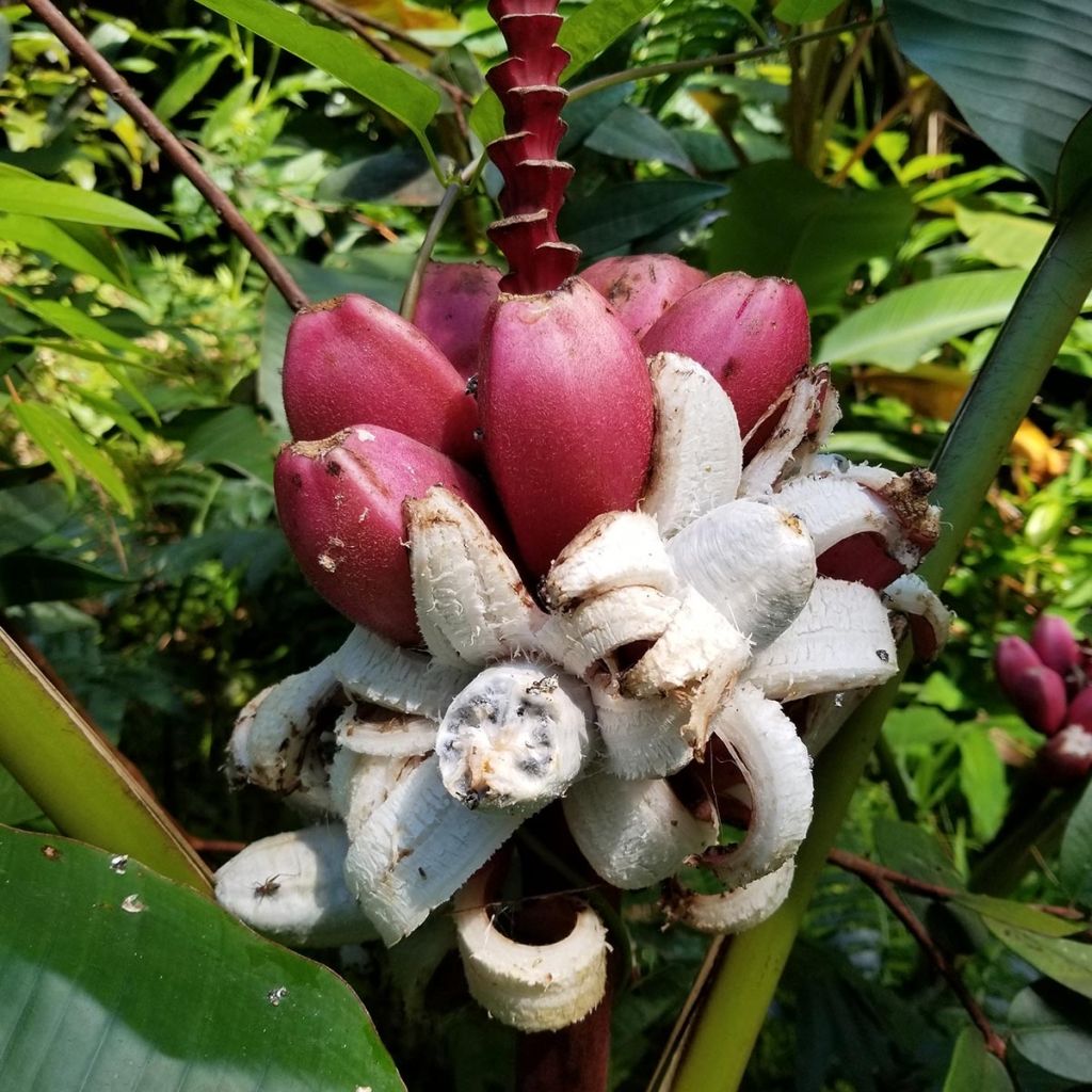 Musa velutina - Banana