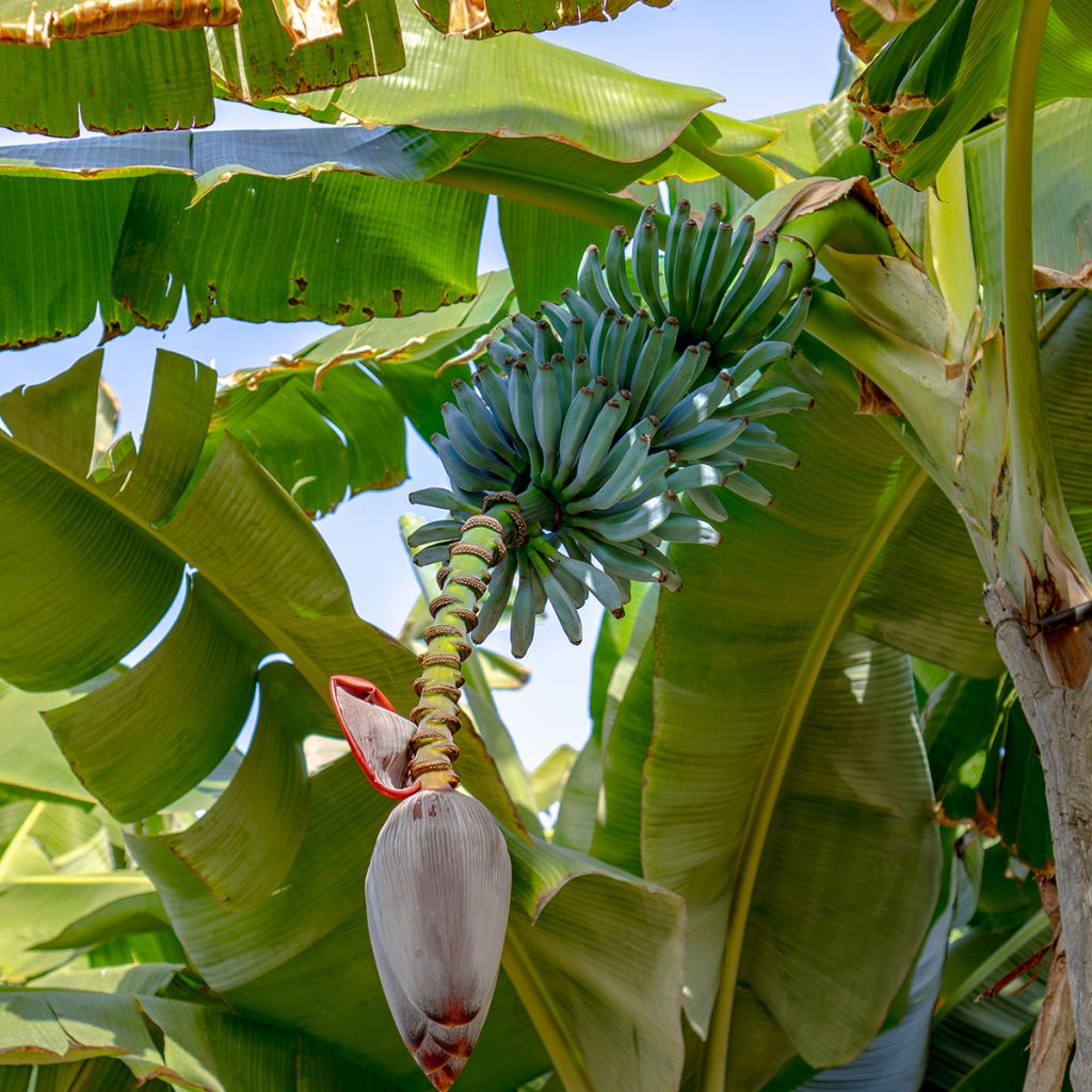 Musa acuminata balbisiana Ice Cream - Banana