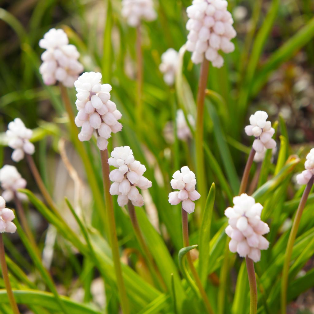 Muscari Pink Sunrise - Grape Hyacinth