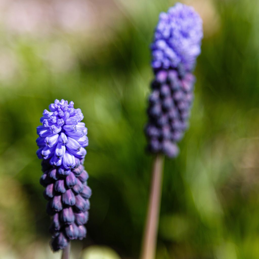 Muscari latifolium - Grape Hyacinth