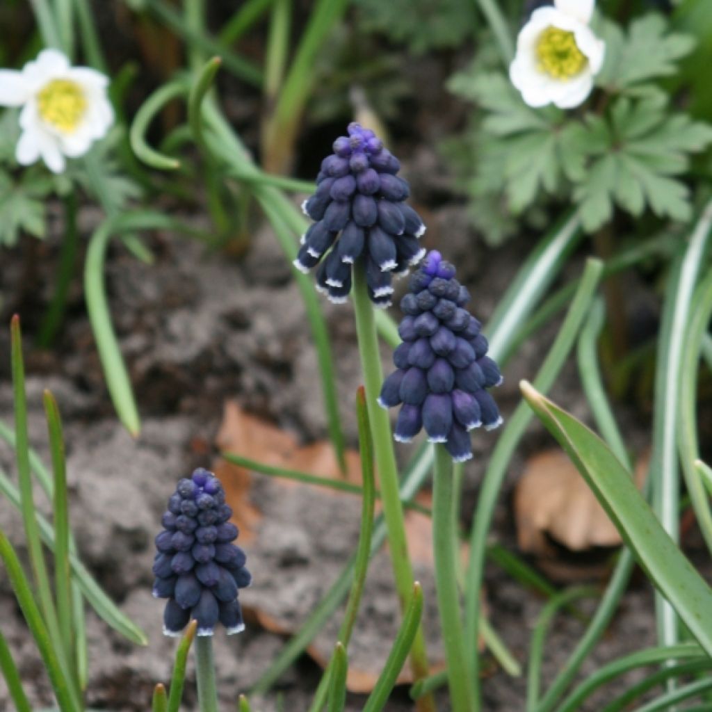 Muscari neglectum 