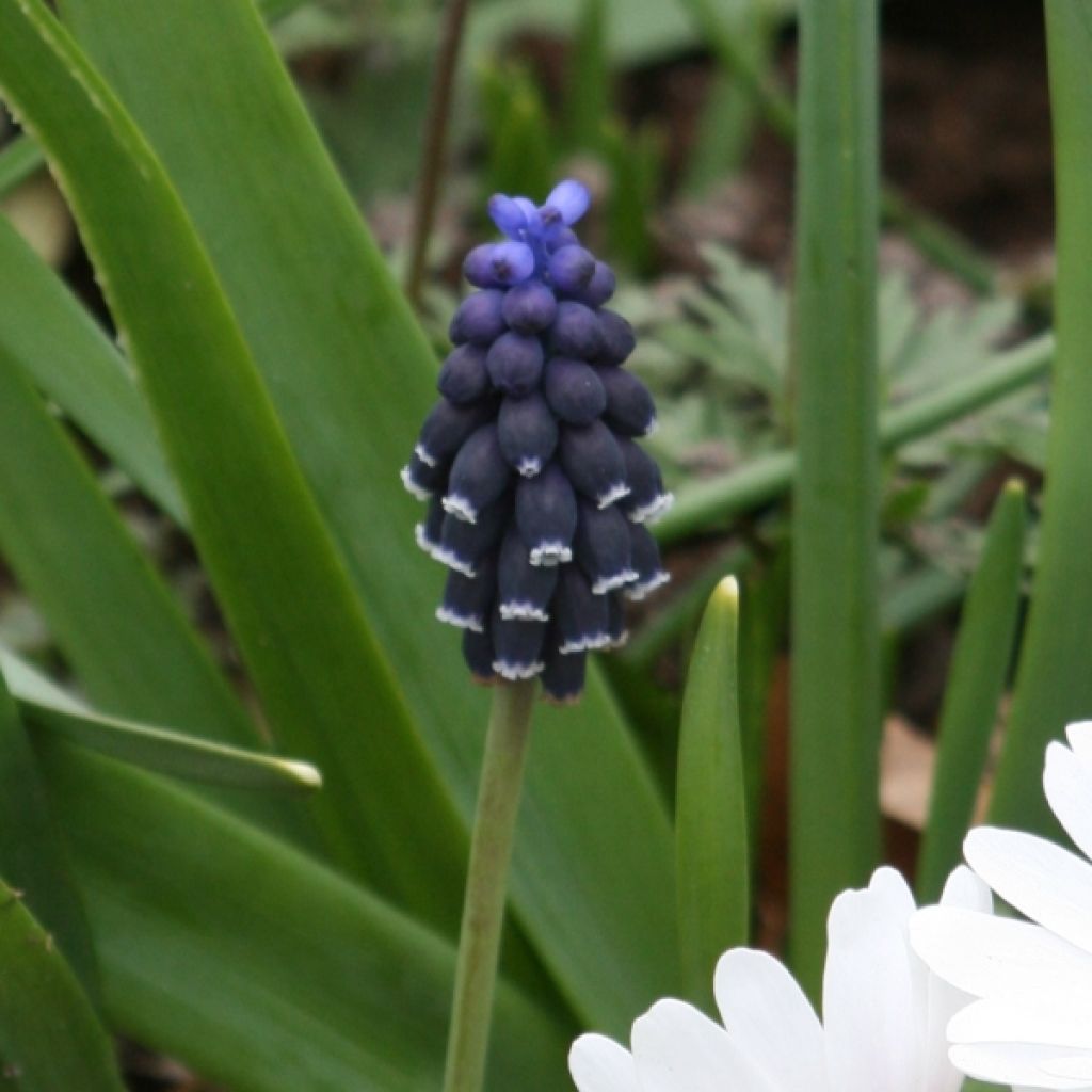Muscari neglectum 