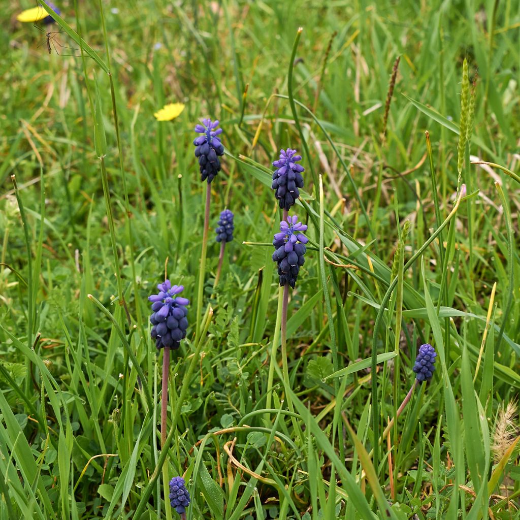 Muscari neglectum 