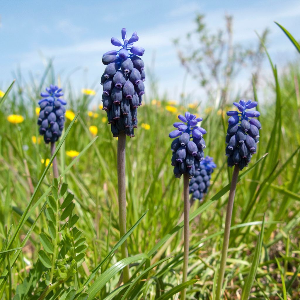 Muscari neglectum 