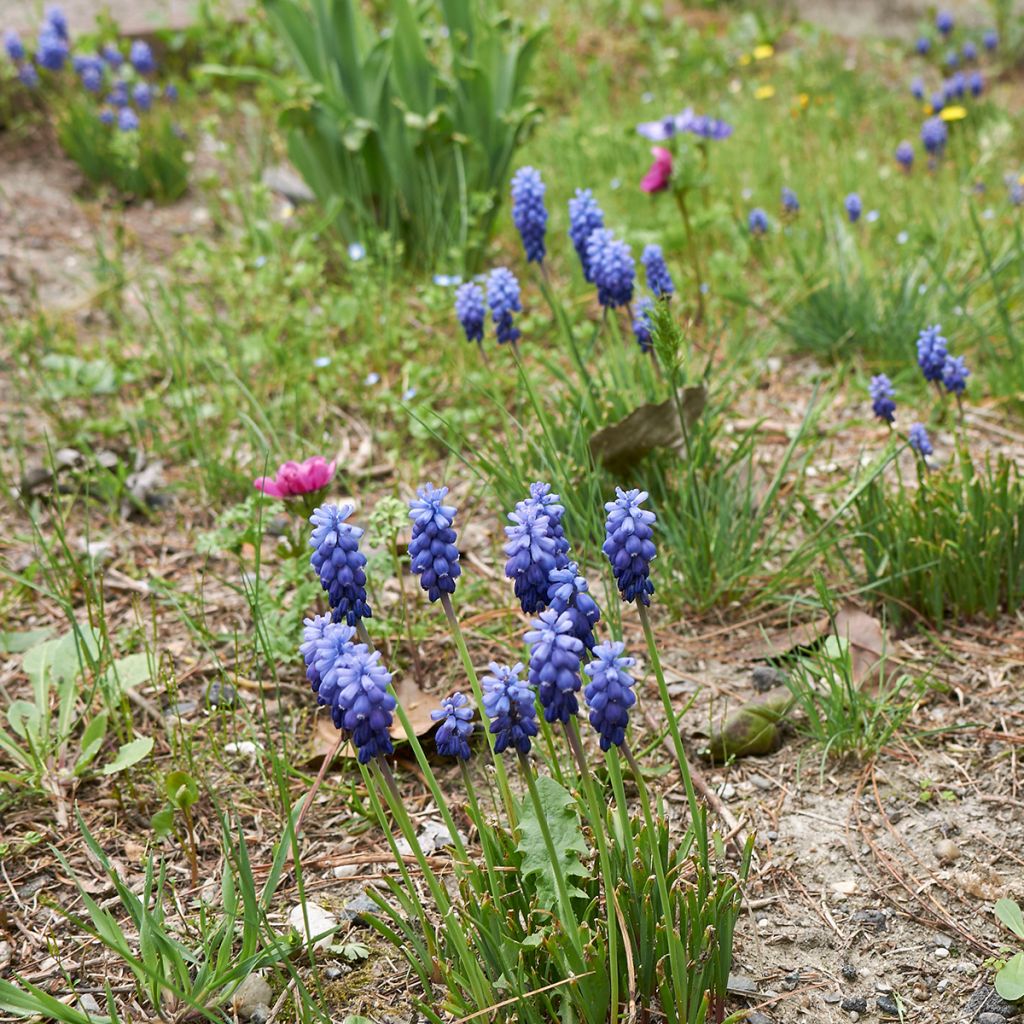 Muscari neglectum 