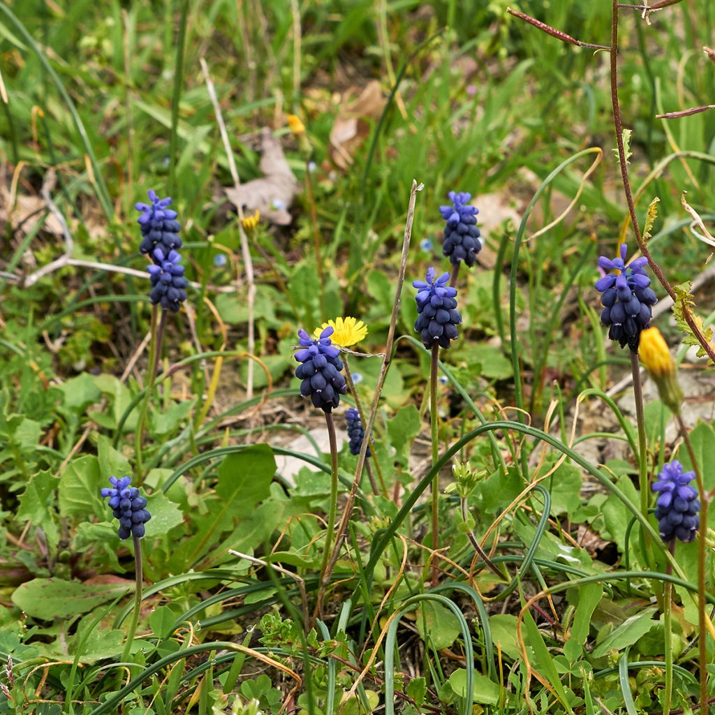 Muscari neglectum 