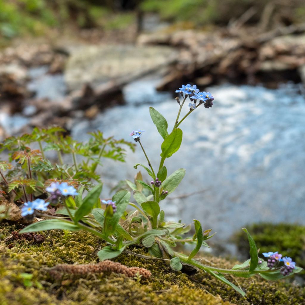 Myosotis scorpioides - Forget-me-not