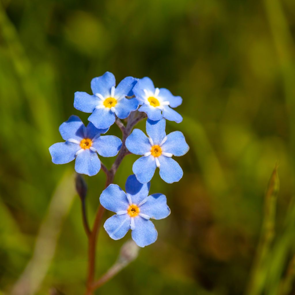 Myosotis scorpioides - Forget-me-not