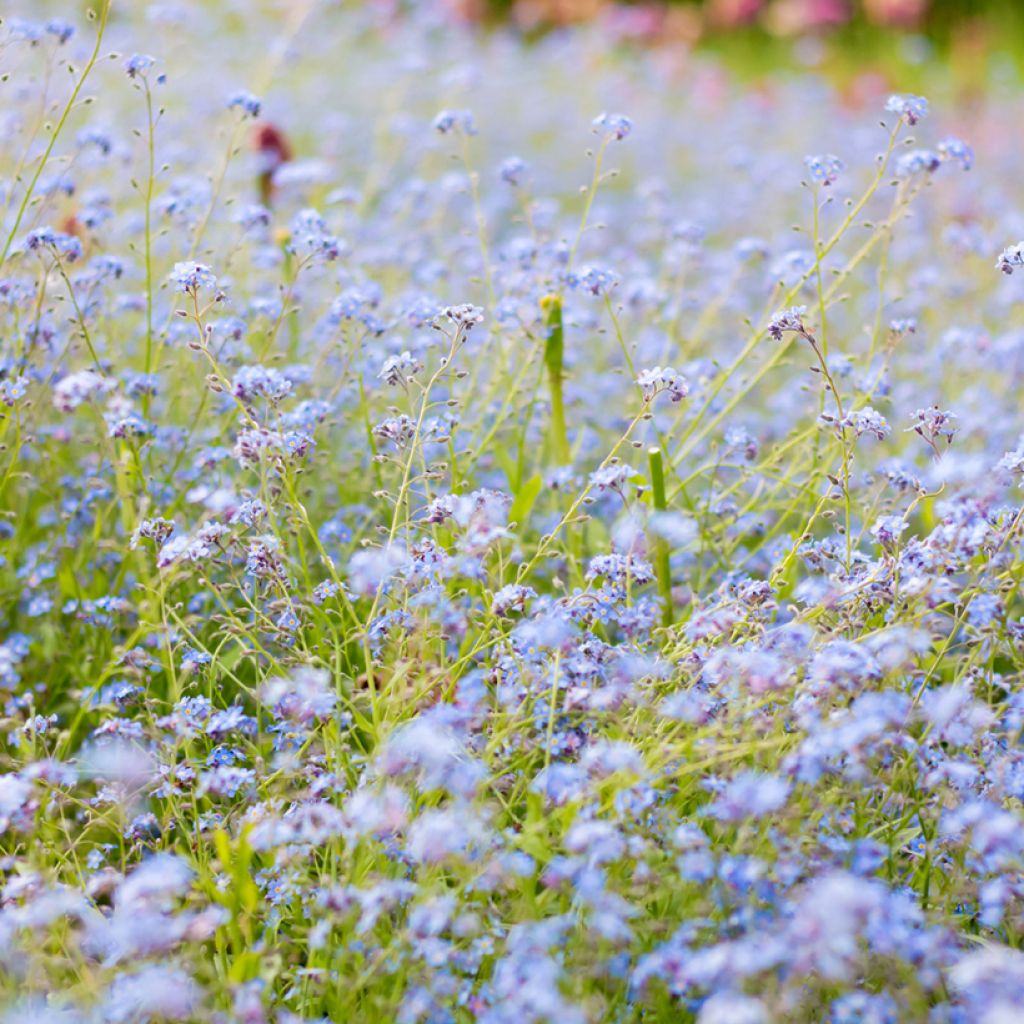 Myosotis scorpioides - Forget-me-not