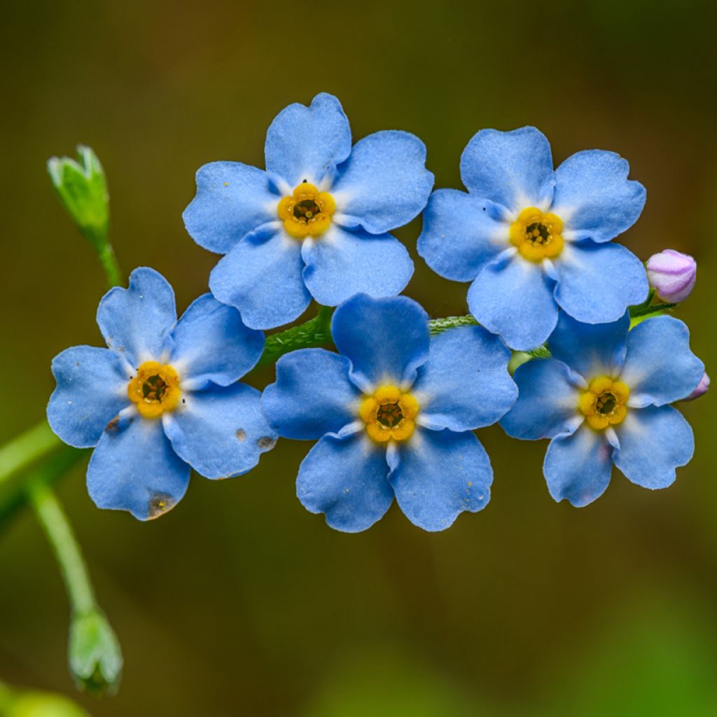 Myosotis scorpioides - Forget-me-not
