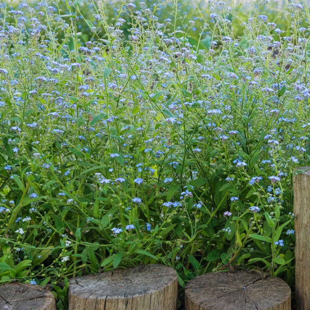 Myosotis scorpioides - Forget-me-not